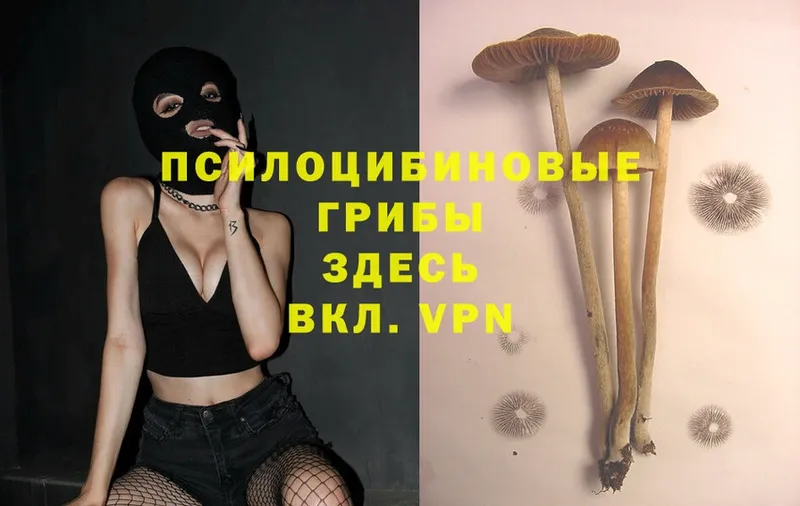 Галлюциногенные грибы Psilocybe  Карачаевск 